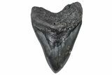 Huge, Fossil Megalodon Tooth - South Carolina #301781-1